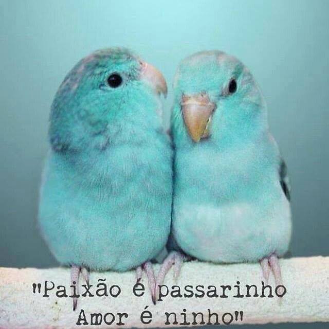 Paixão é passarinho - Frase para Facebook